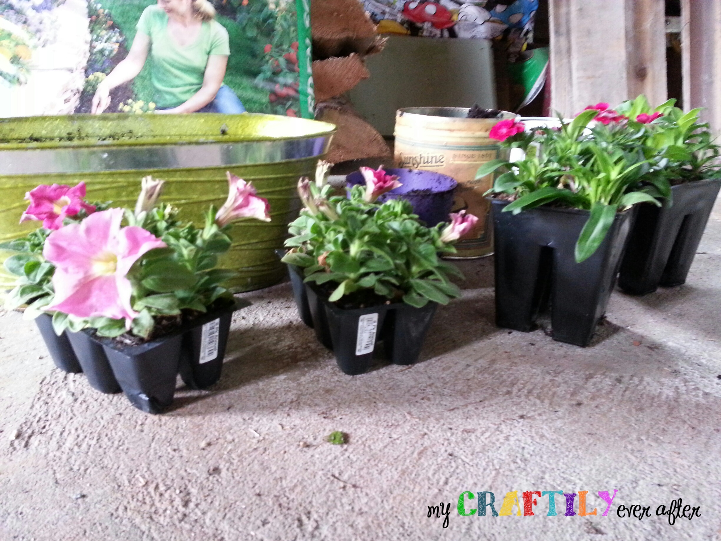pretty flowers for a container garden
