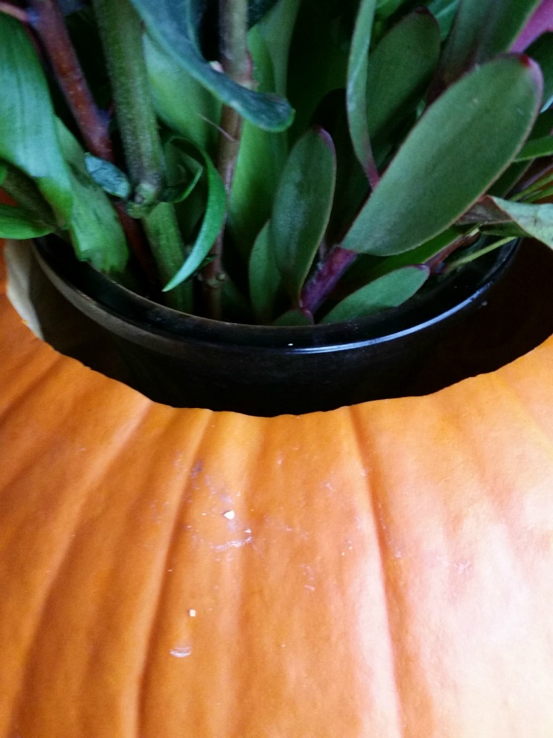 vase in pumpkin